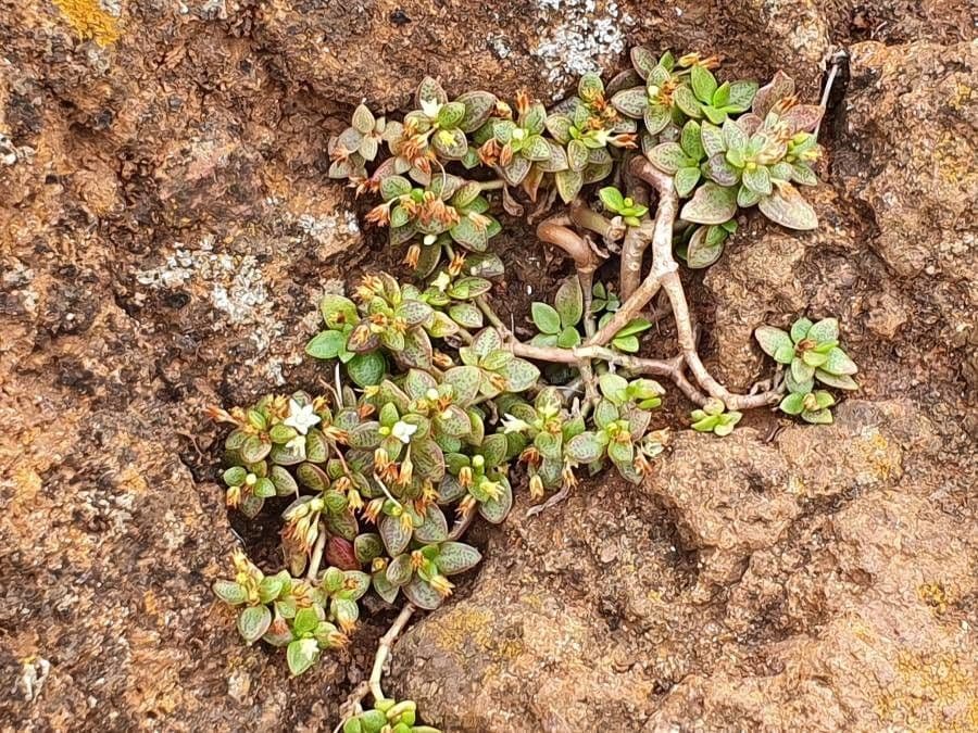 Crassula di Volkens 10