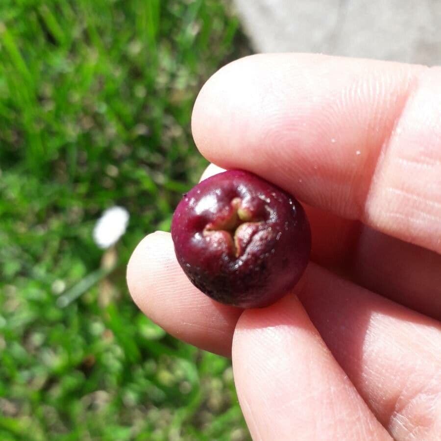 Garcinia 3