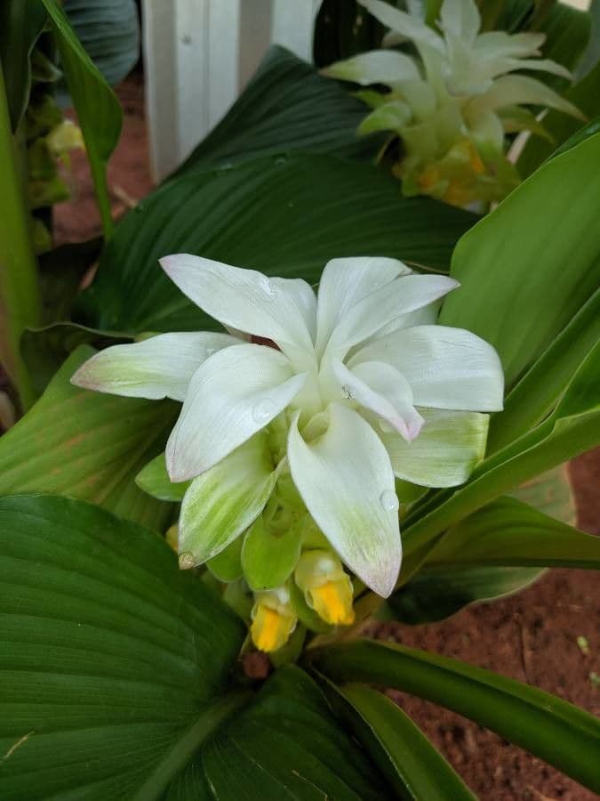 Curcuma 10