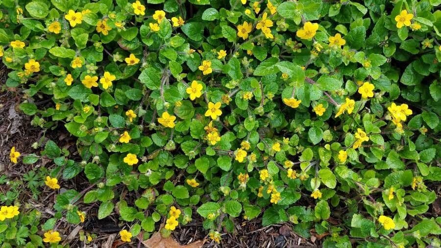Chrysogonum 4
