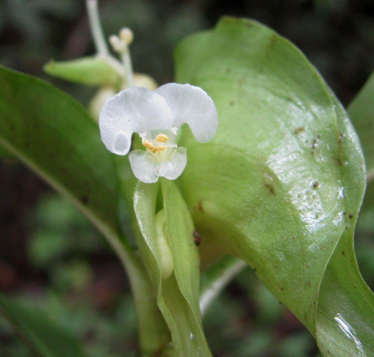 Cojite blanco 2