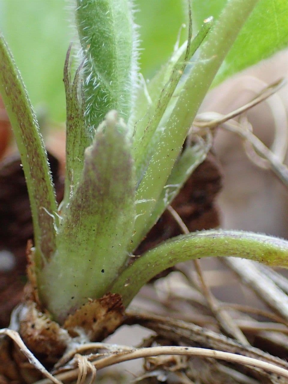 Viola pelosa 24