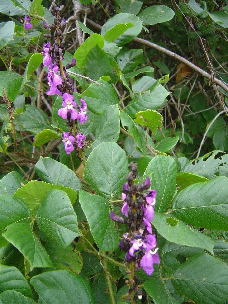 Leptospron adenanthum