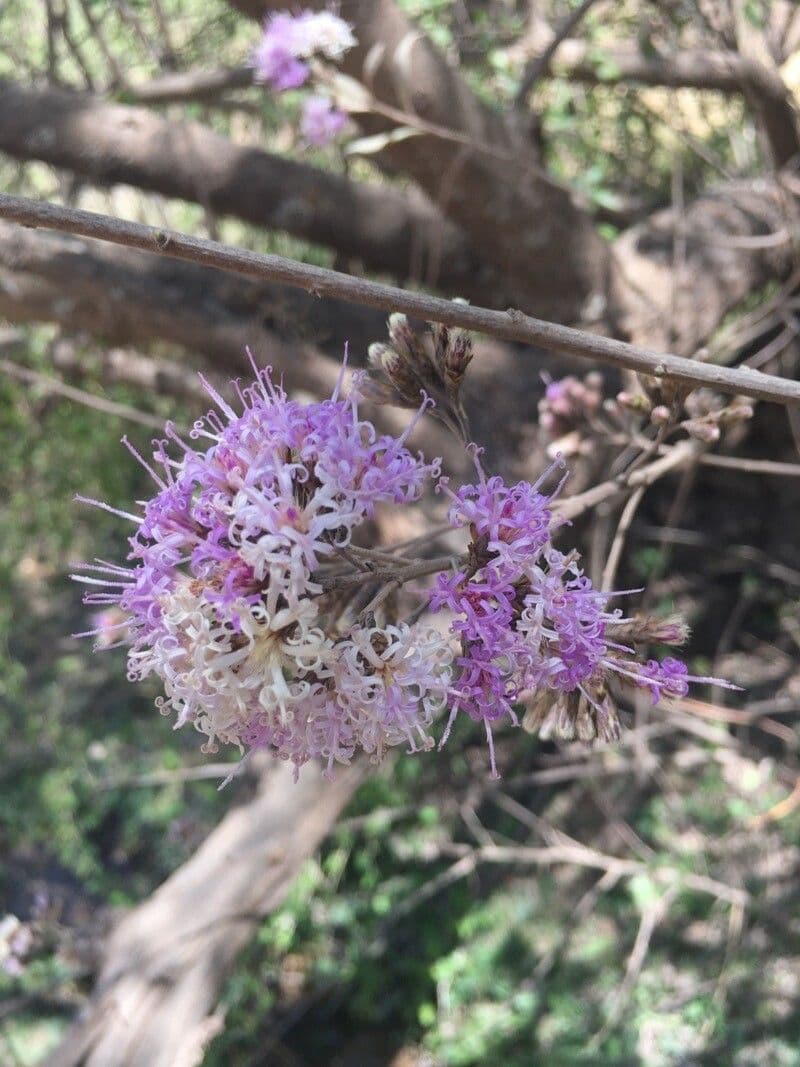 Tessaria 6