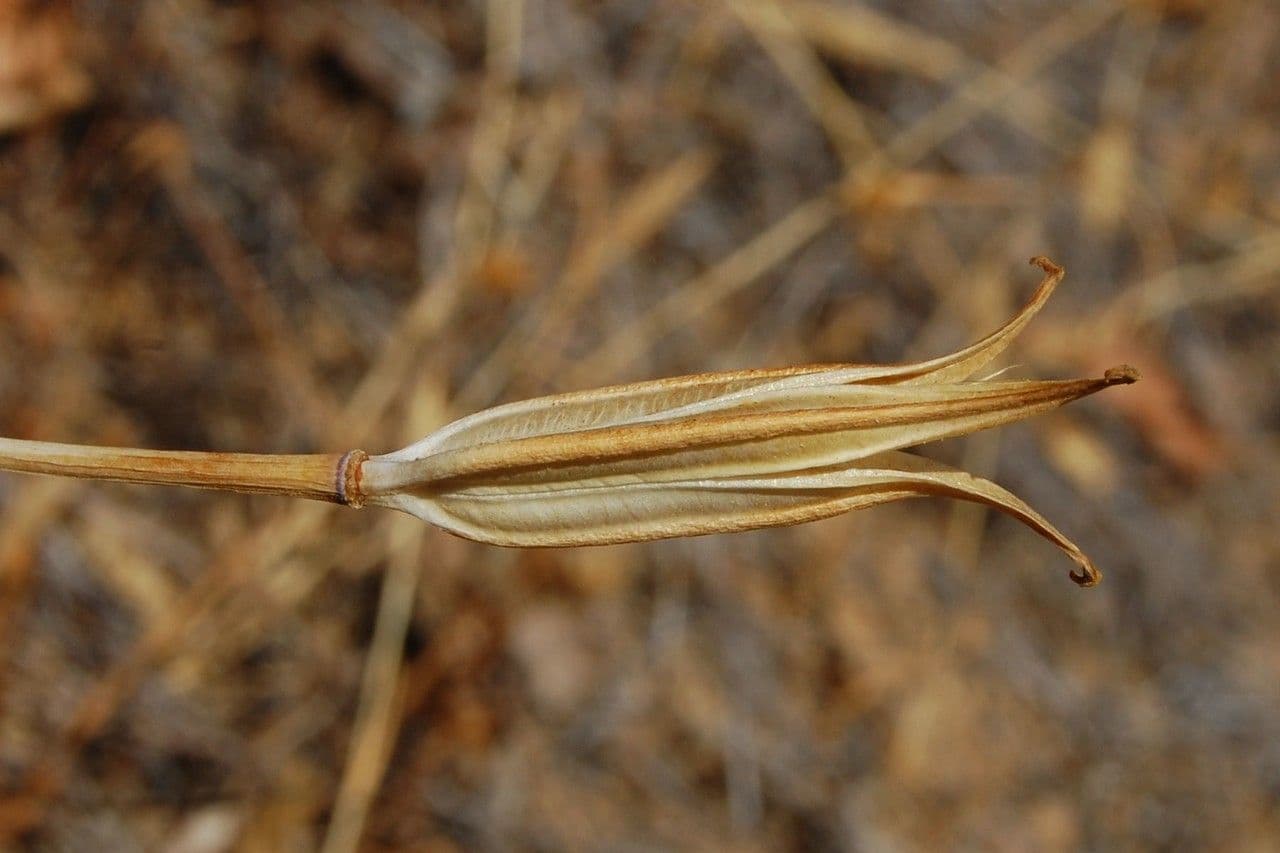 Calochortus luteus 4