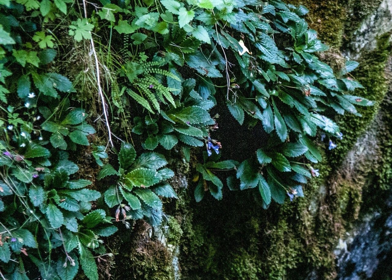 Haberlea 10