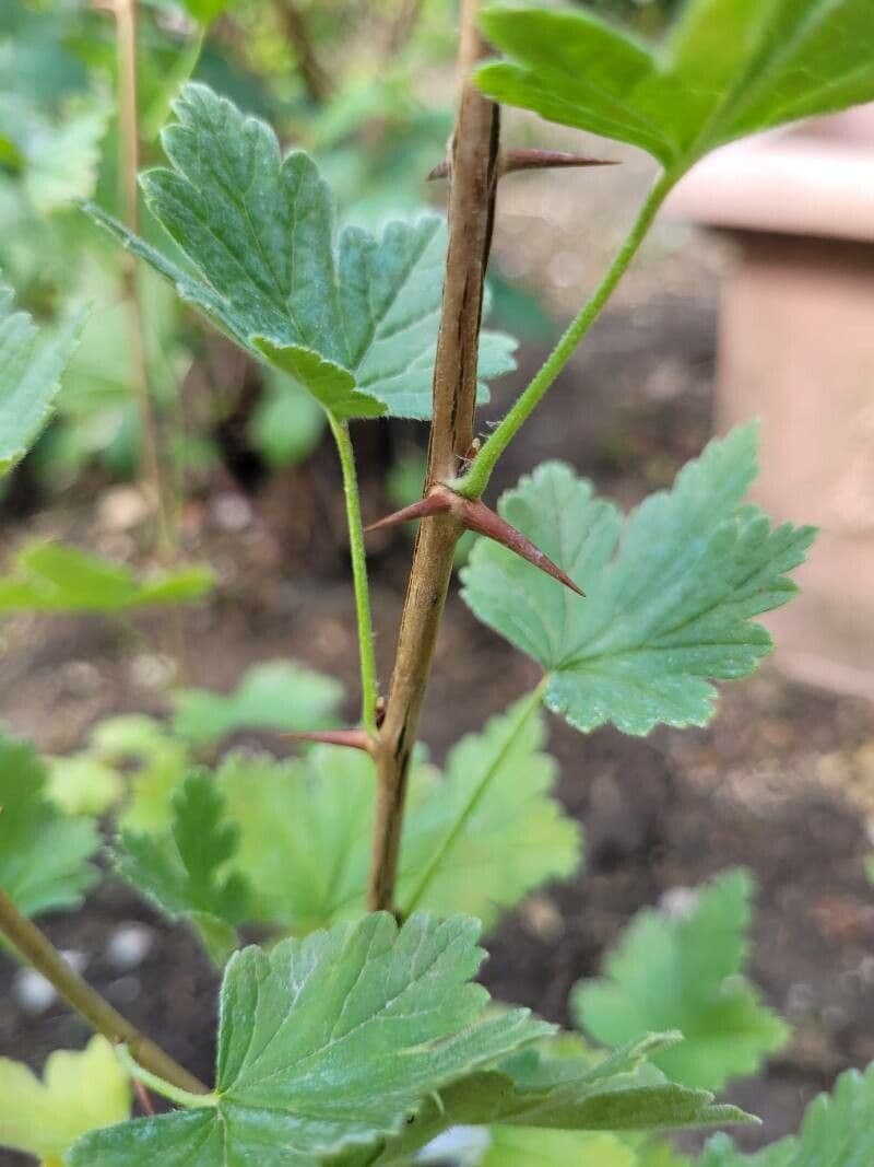 Ribes divaricato 19