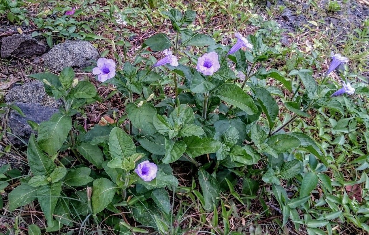 Ruellia tuberoso 12