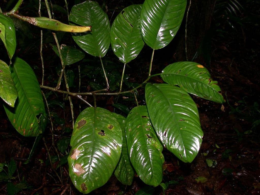 Philodendron 7