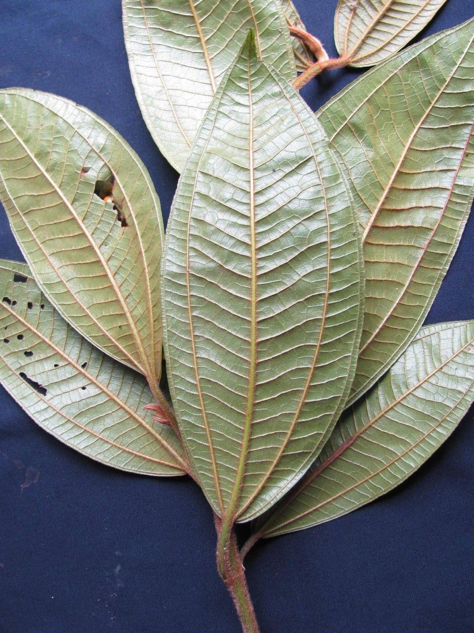 Matthaei-Miconia 4