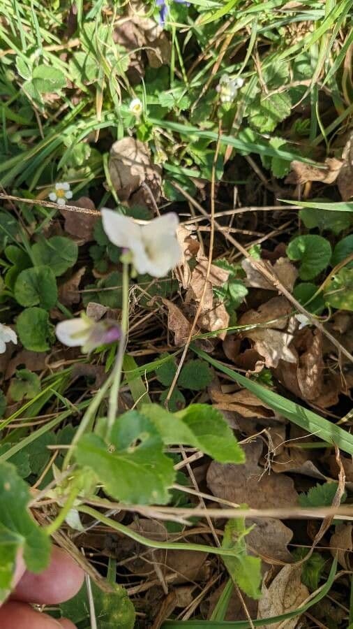 Viola bianca 18