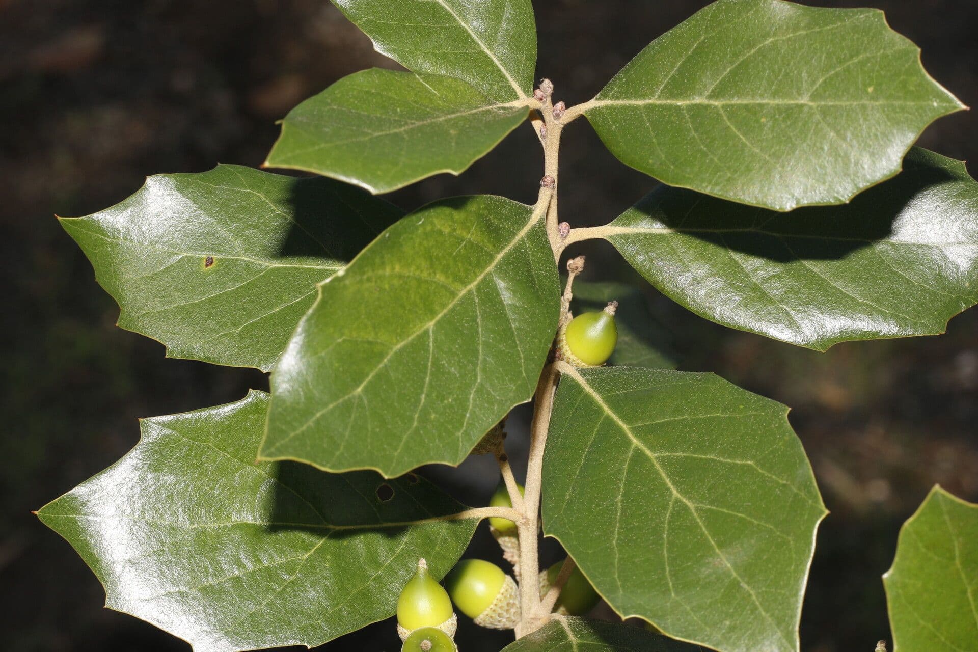 Quercia