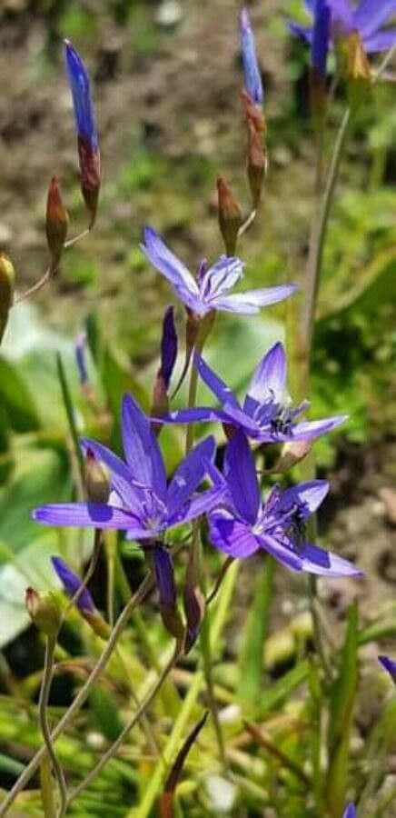 Geissorhiza