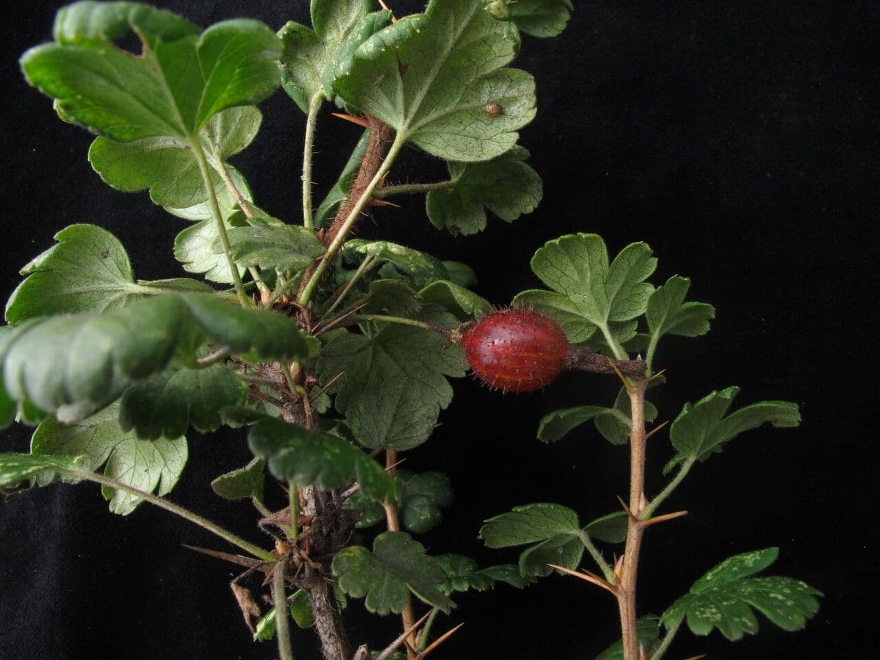 Ribes 5