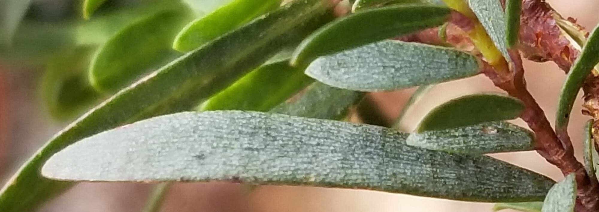 Pimelea 3