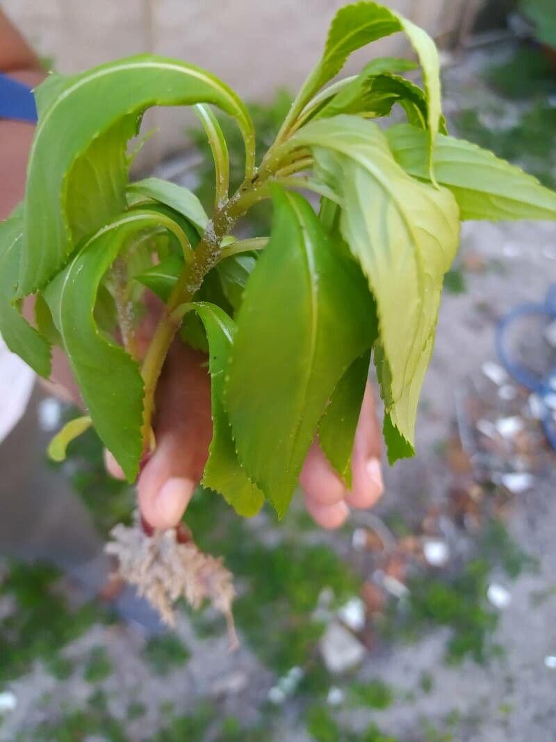 Balsamina 16