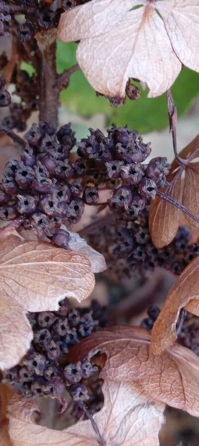 Hortenzie" 2