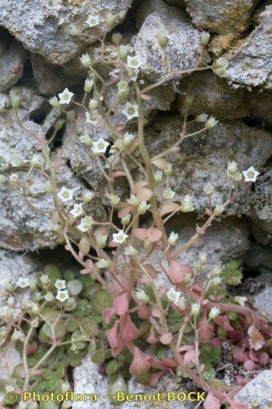 Borracina fragrante 18