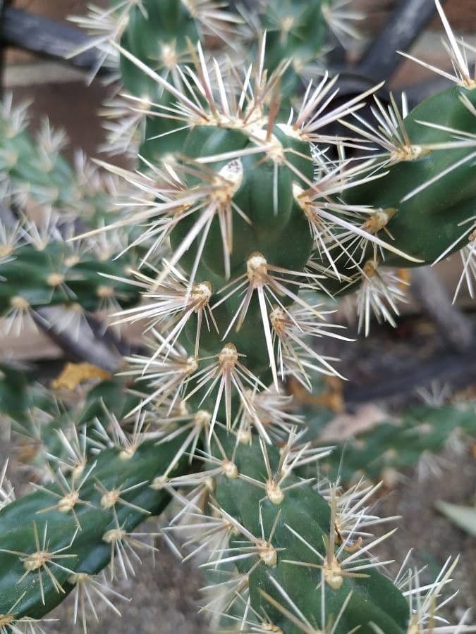 Cholla rogata 6