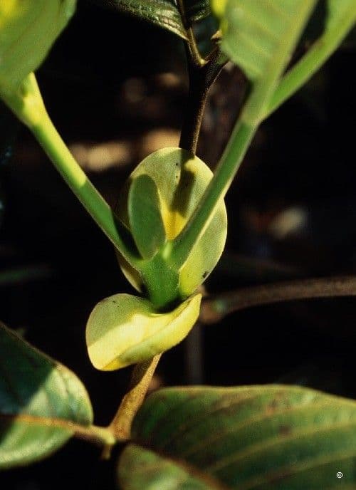 Cunonia 20