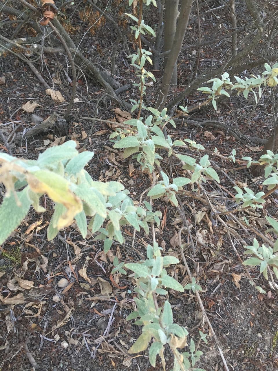 Salvia brocca 6