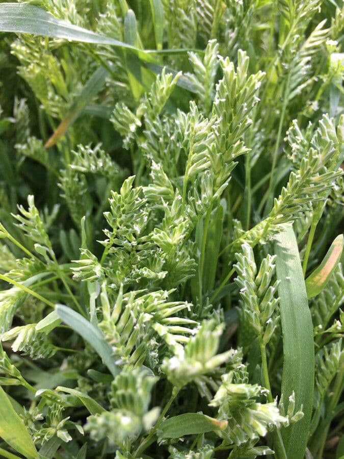 Sclerochloa 8