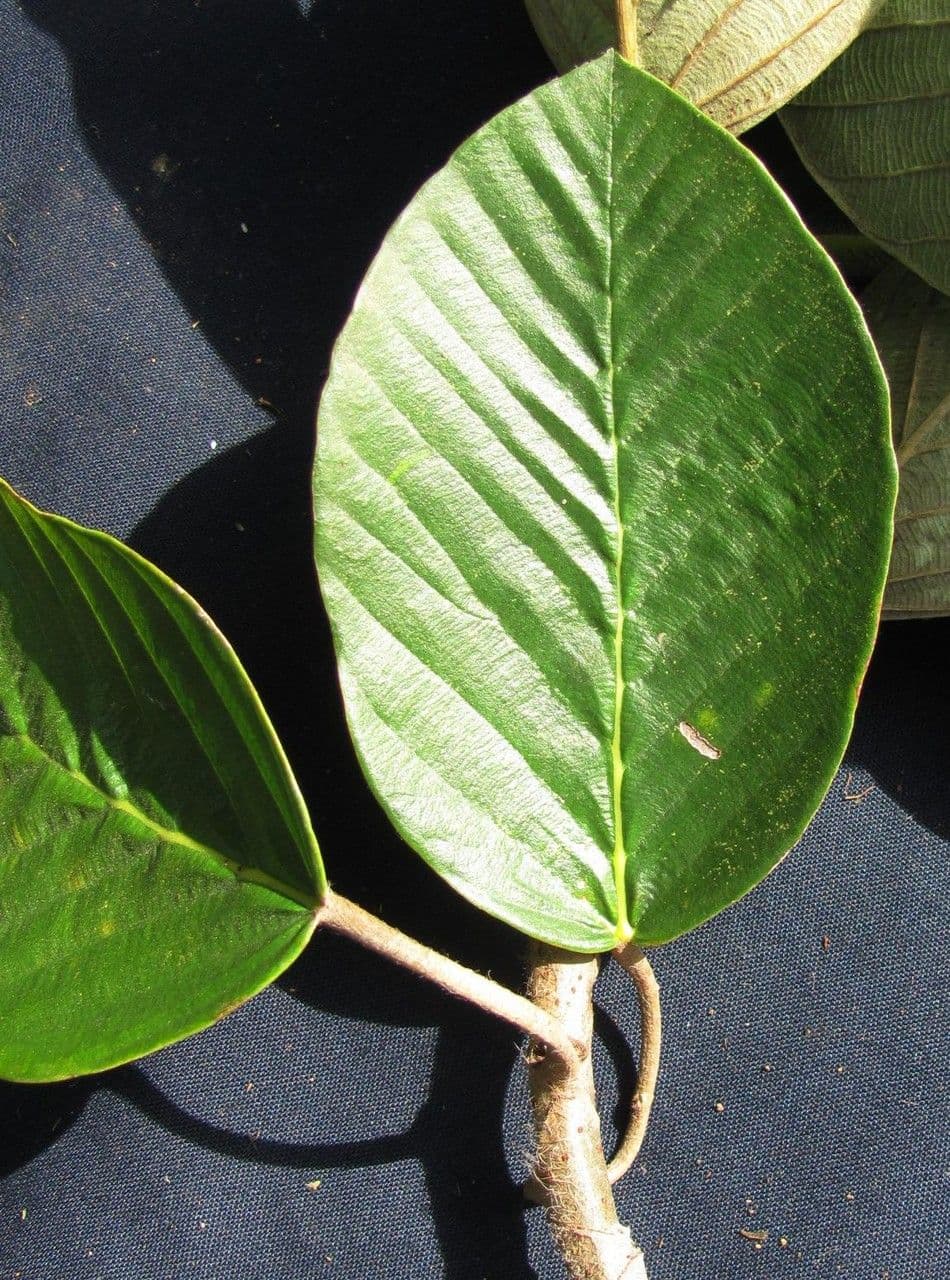 Coussapoa villosa 10