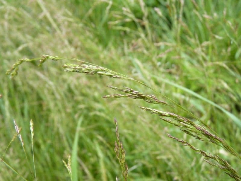 Agrostide tenue 29