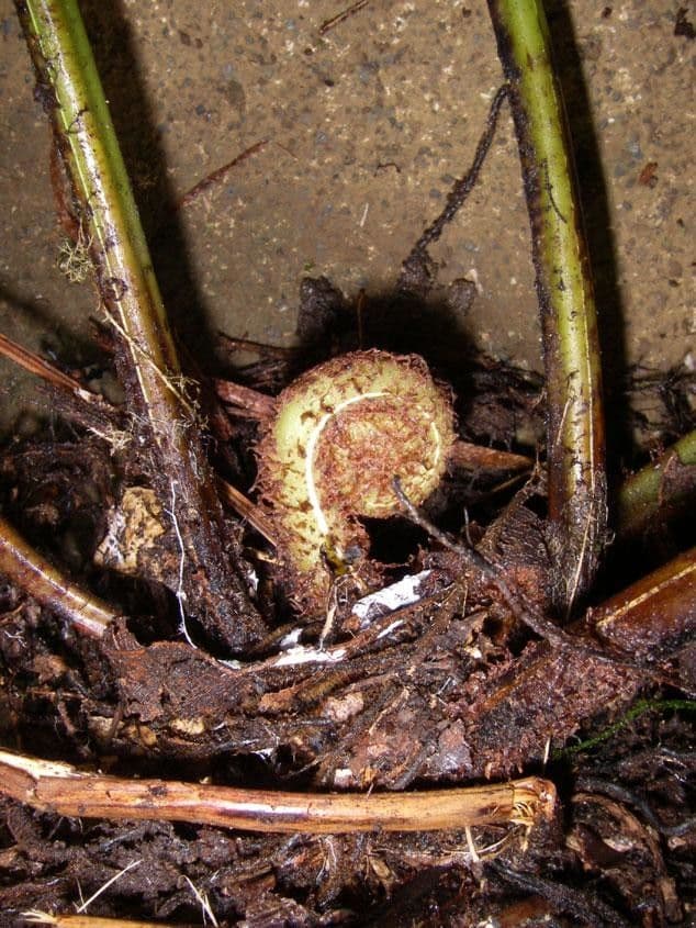 Thelypteris 2
