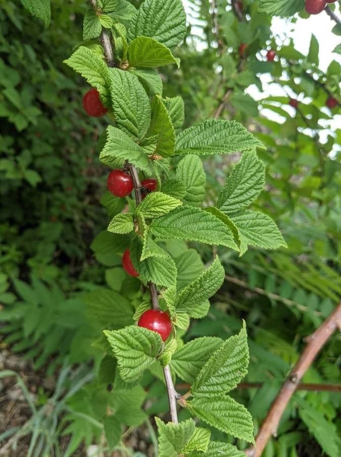 Prunus tomentosa 20