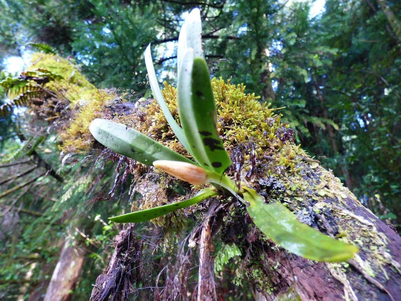 Angraecum 12