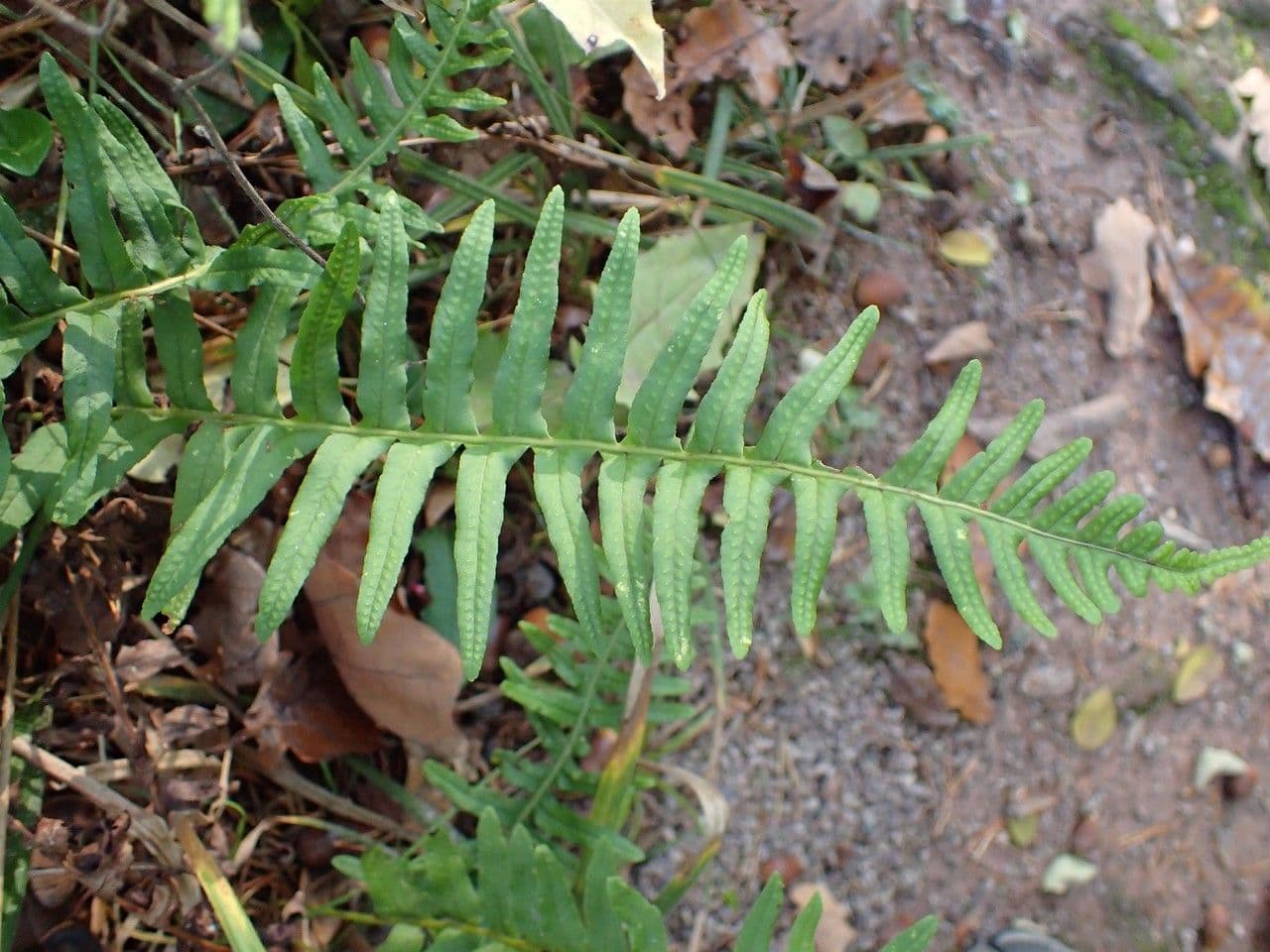 Polypode intermédiaire 11