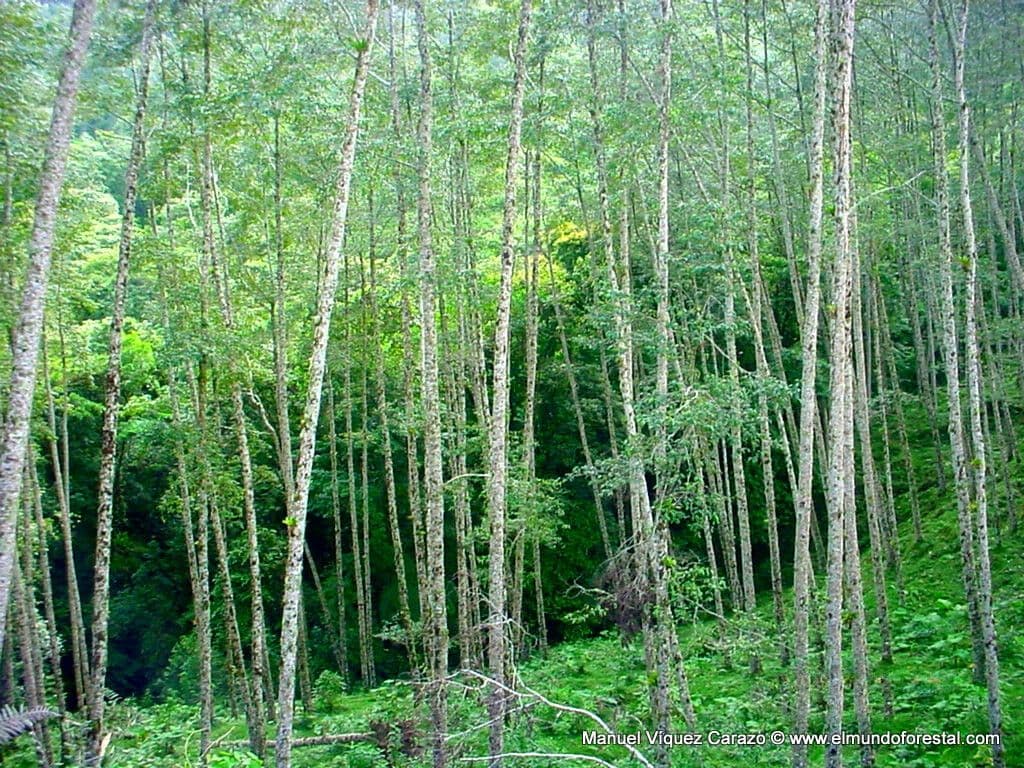 Ontano Acuminato 14