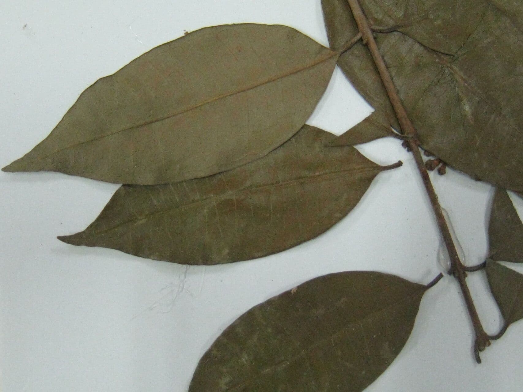 Eugenia 4
