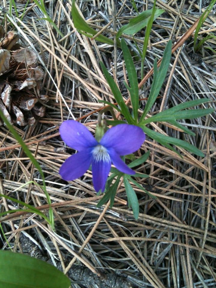 Viola pedatifida 8