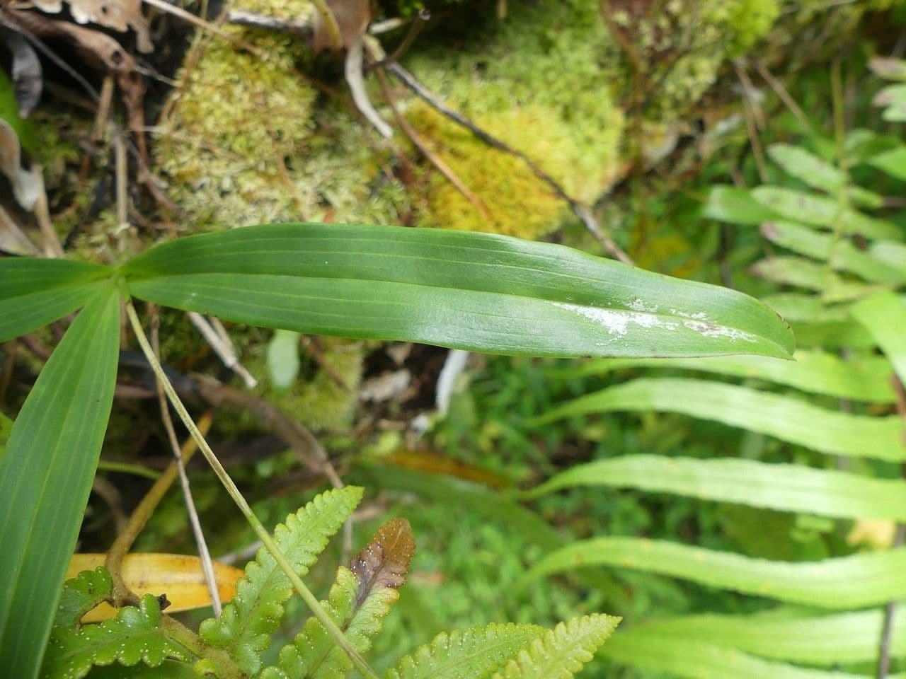 Große Gelbähren-Orchidee 14