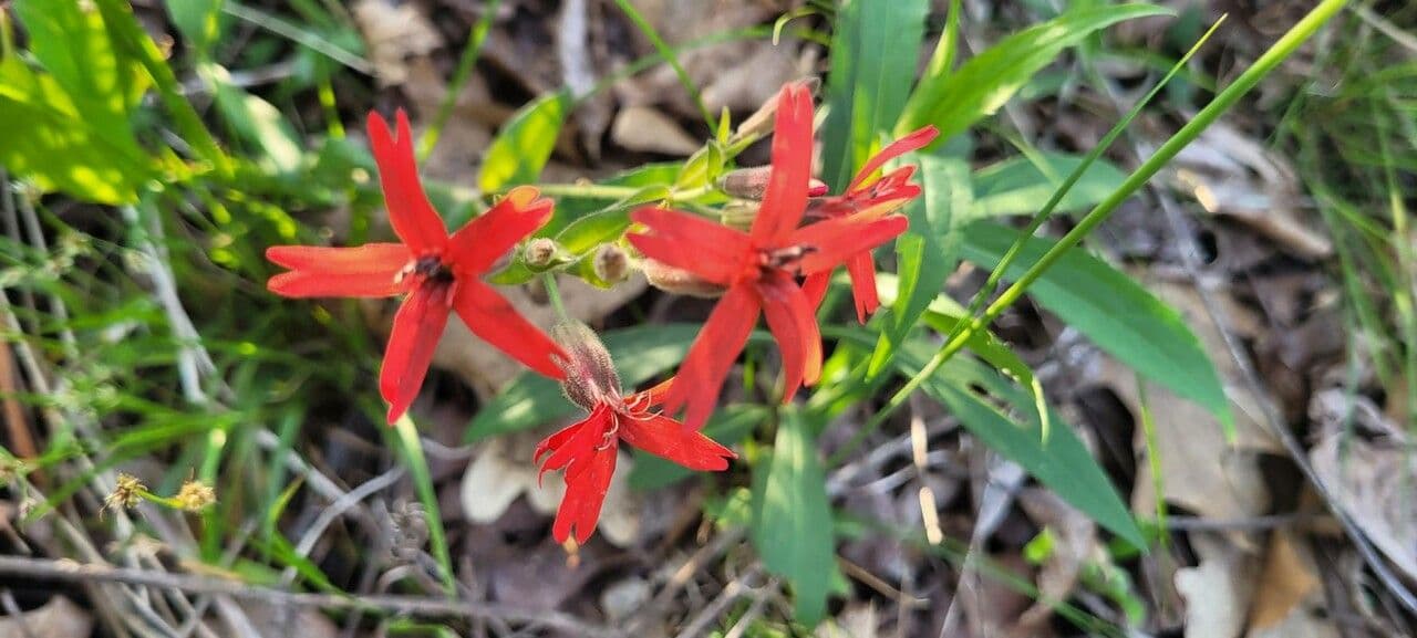 Silene virginica 5