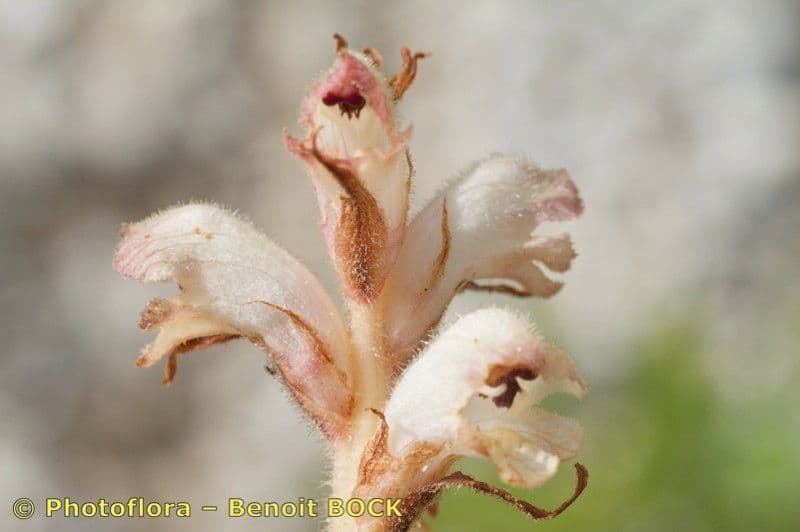 Orobanche 2