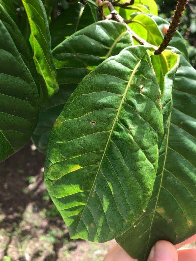 Coccoloba 11