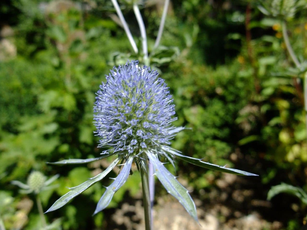 Edeldistel 5