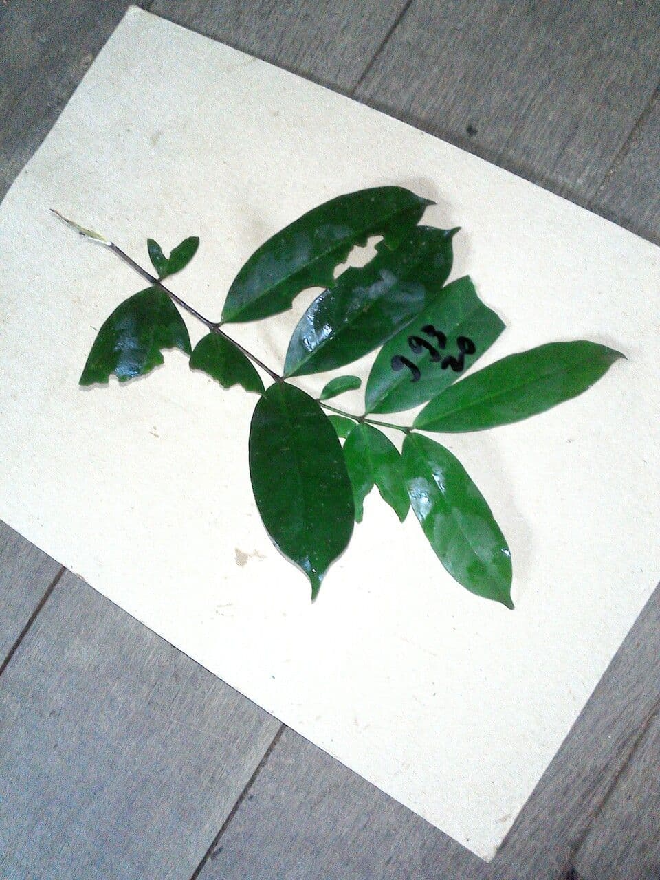 Lacmellea 2