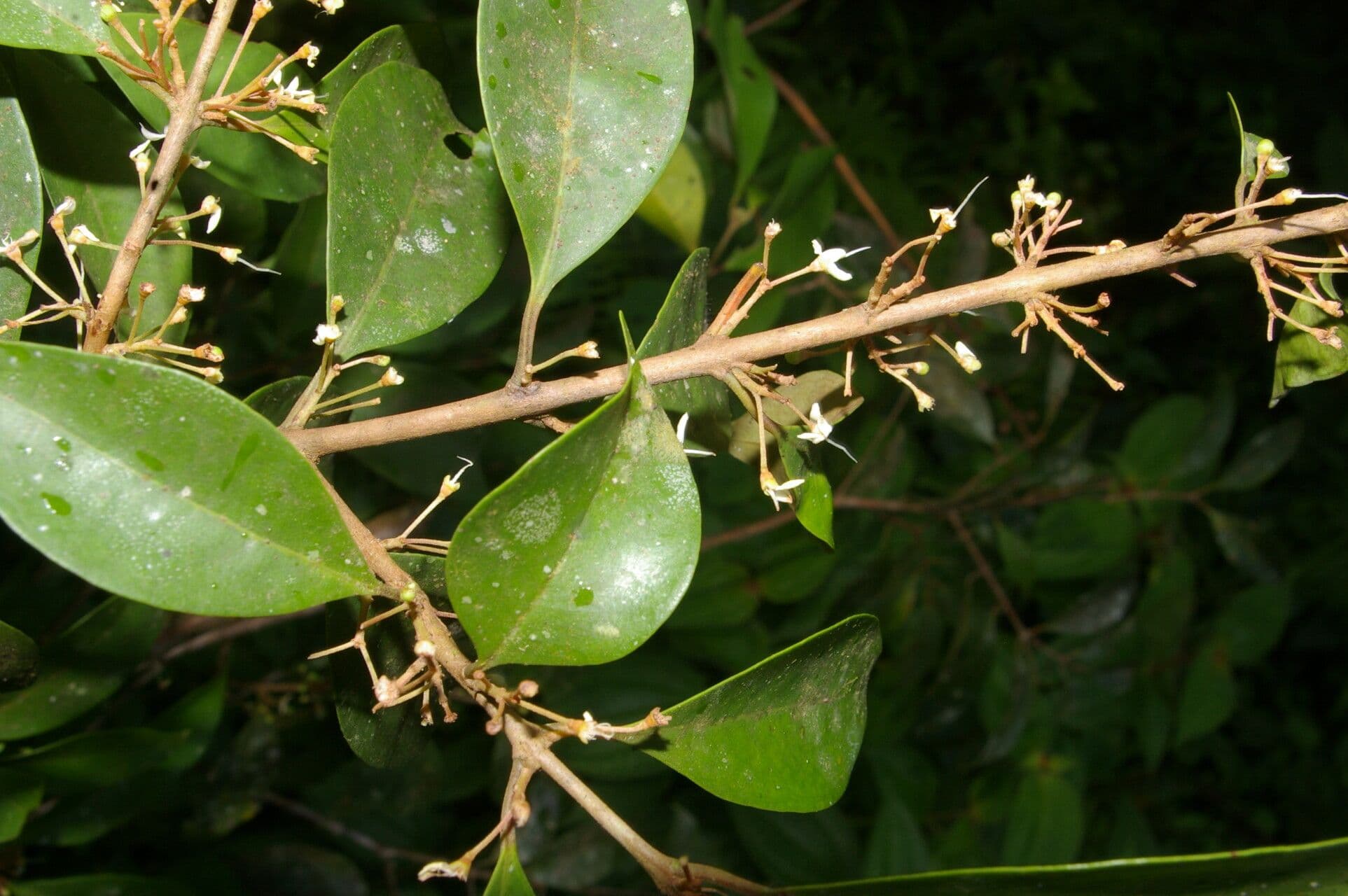 Eugenia 5