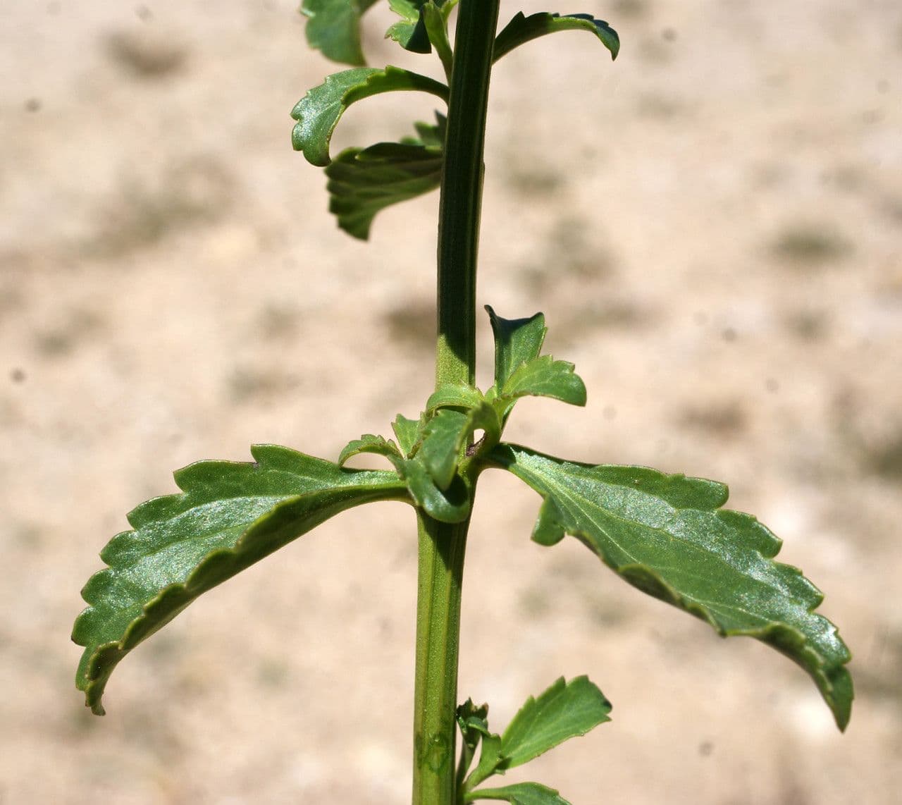 Scrophularia arbustiva 16