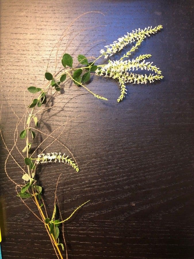Buddleja asiática 19
