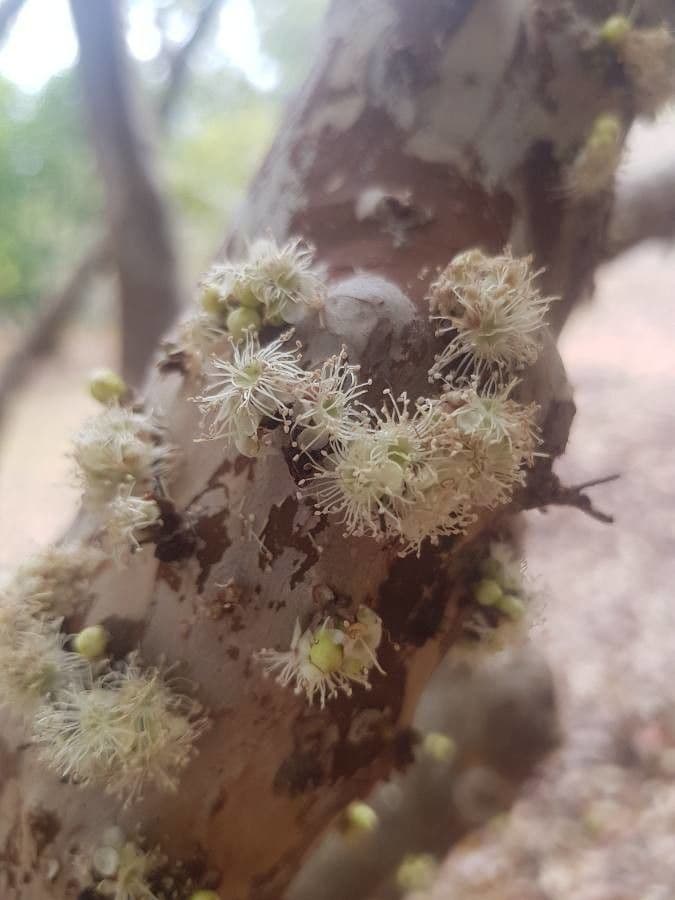 Jabuticaba 9