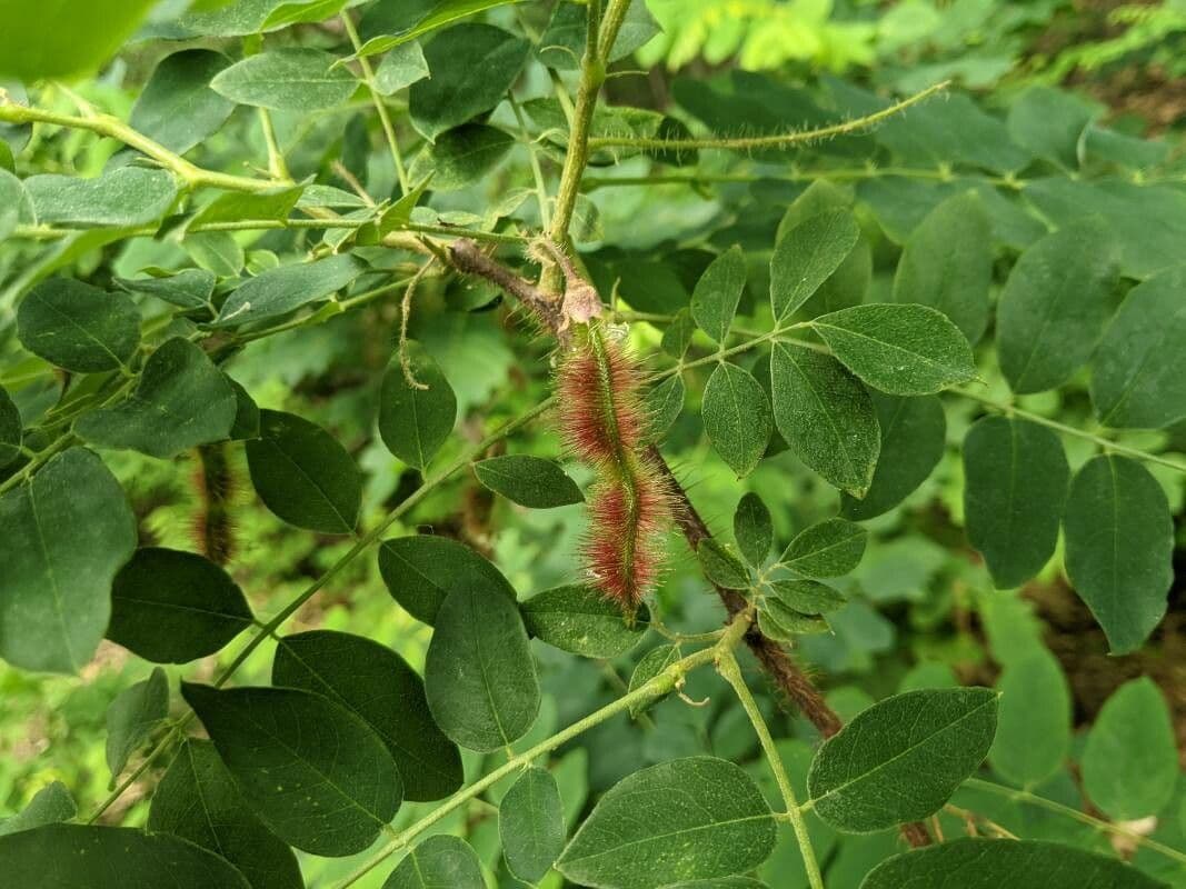 Robinia ispida