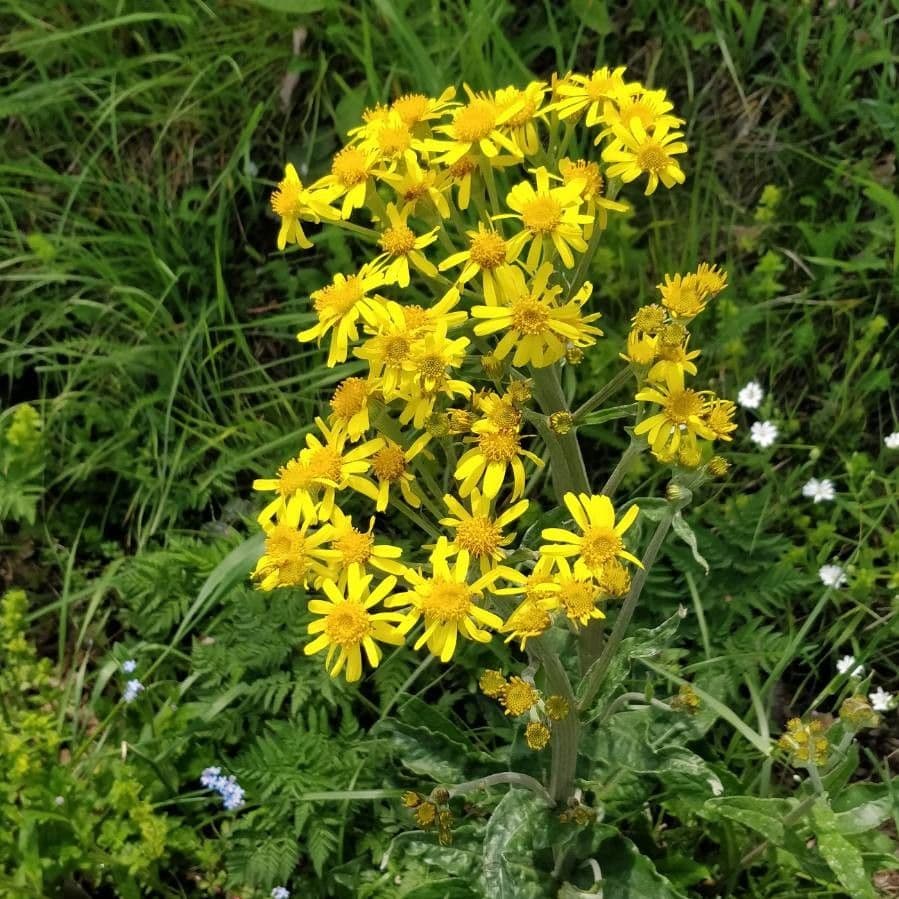 Tephroseris helenitis 5