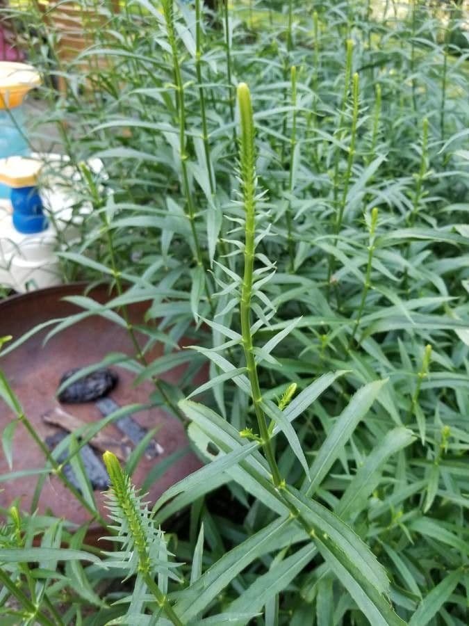 Physostegia virginiana 16