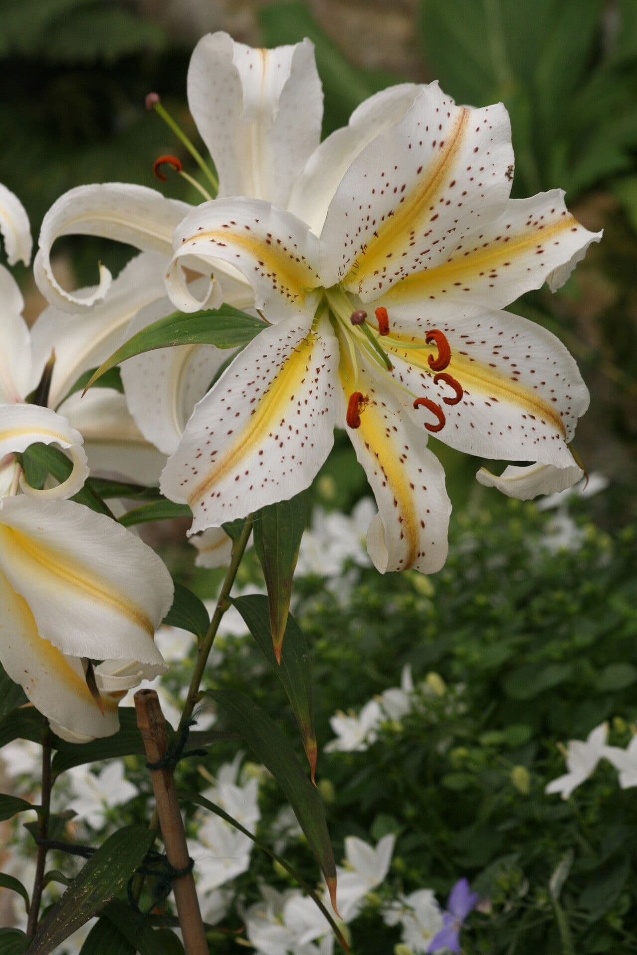 Lis auratum 3