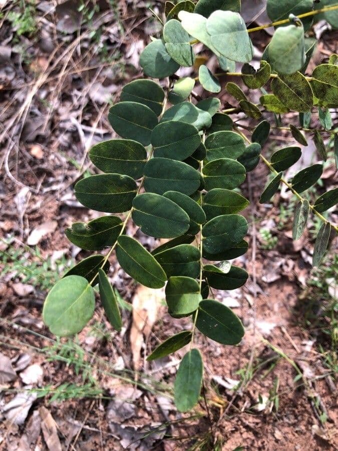 Dalbergia 5